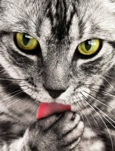 världens sötaste katt