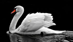 fakta om älgar