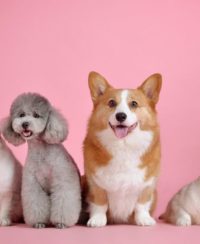 världens snabbaste hund