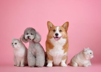 världens snabbaste hund