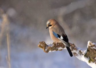 sötaste pomeranian valp