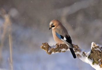 sötaste pomeranian valp