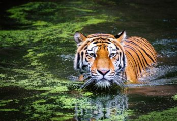 fakta om tiger