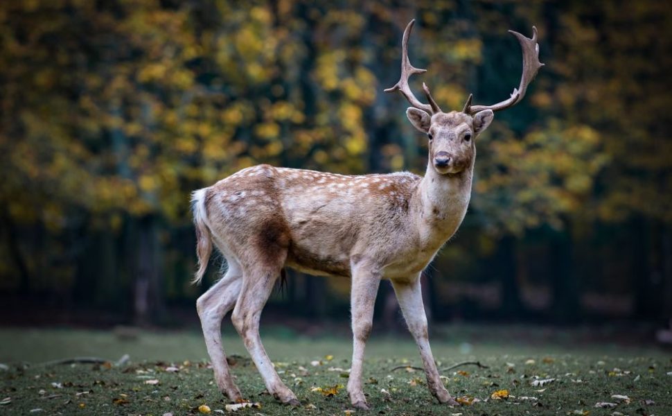 världens sötaste hundvalp